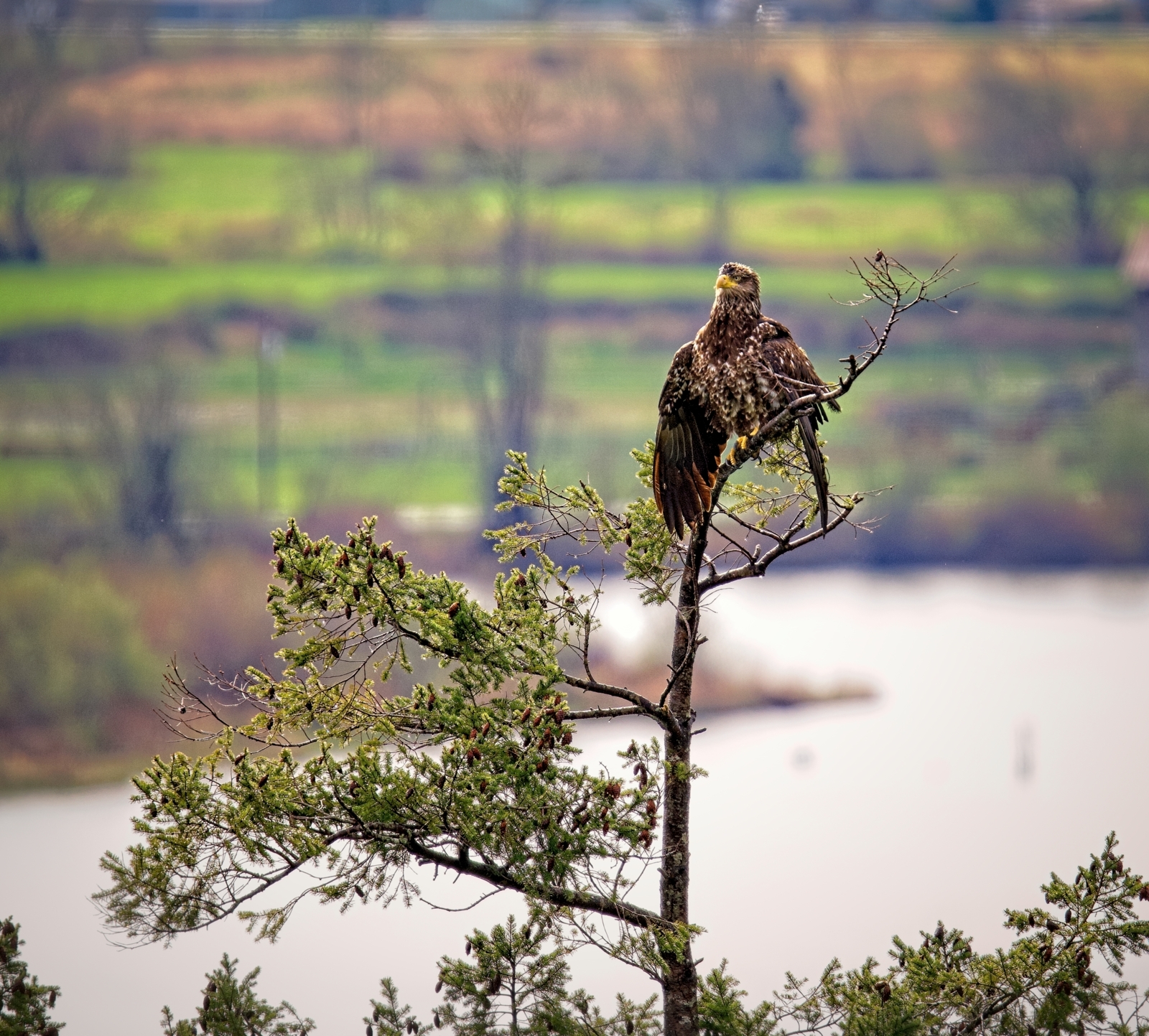 Young bald eagle drying its wings in a tree