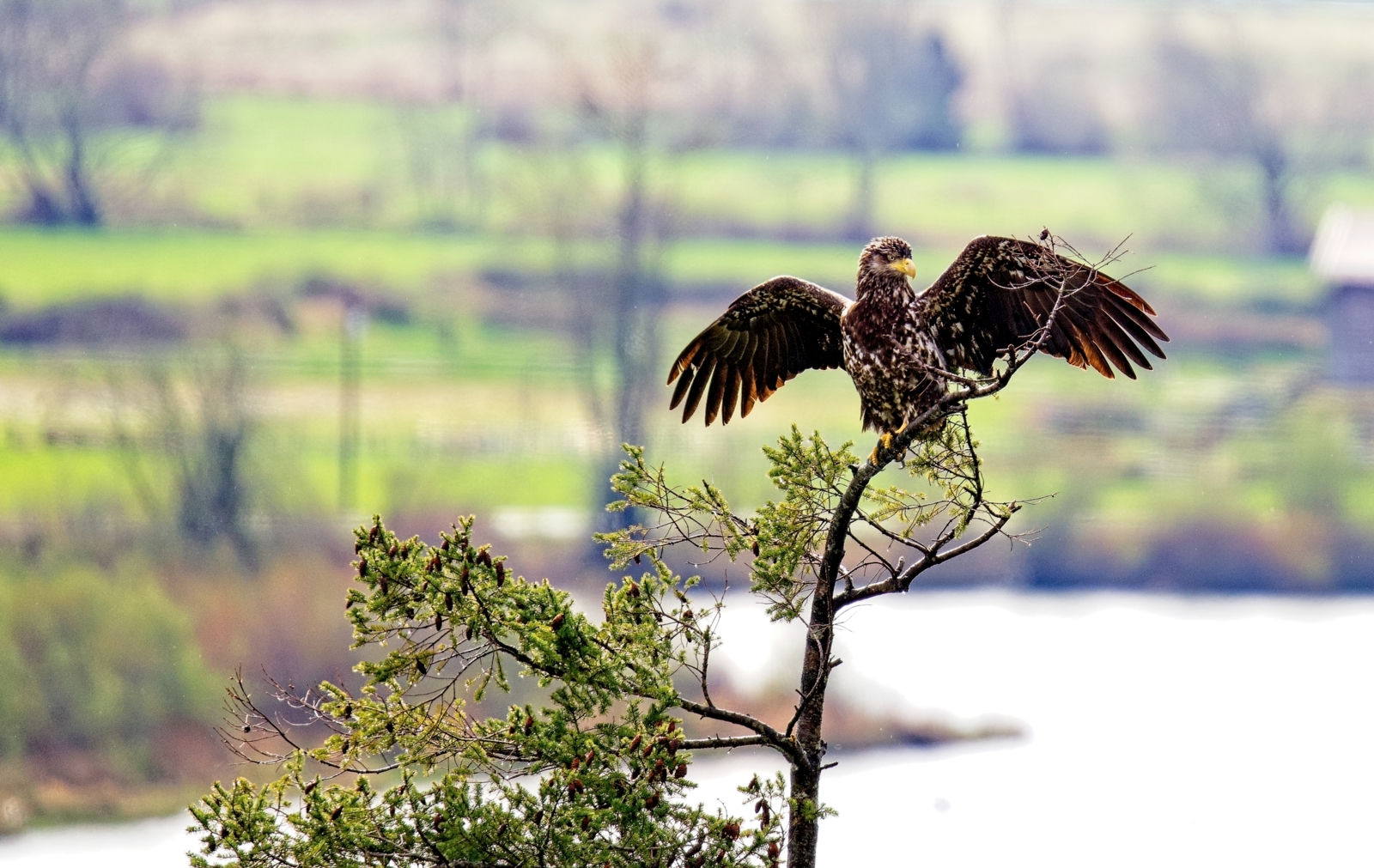 Eagle perched, wings spread