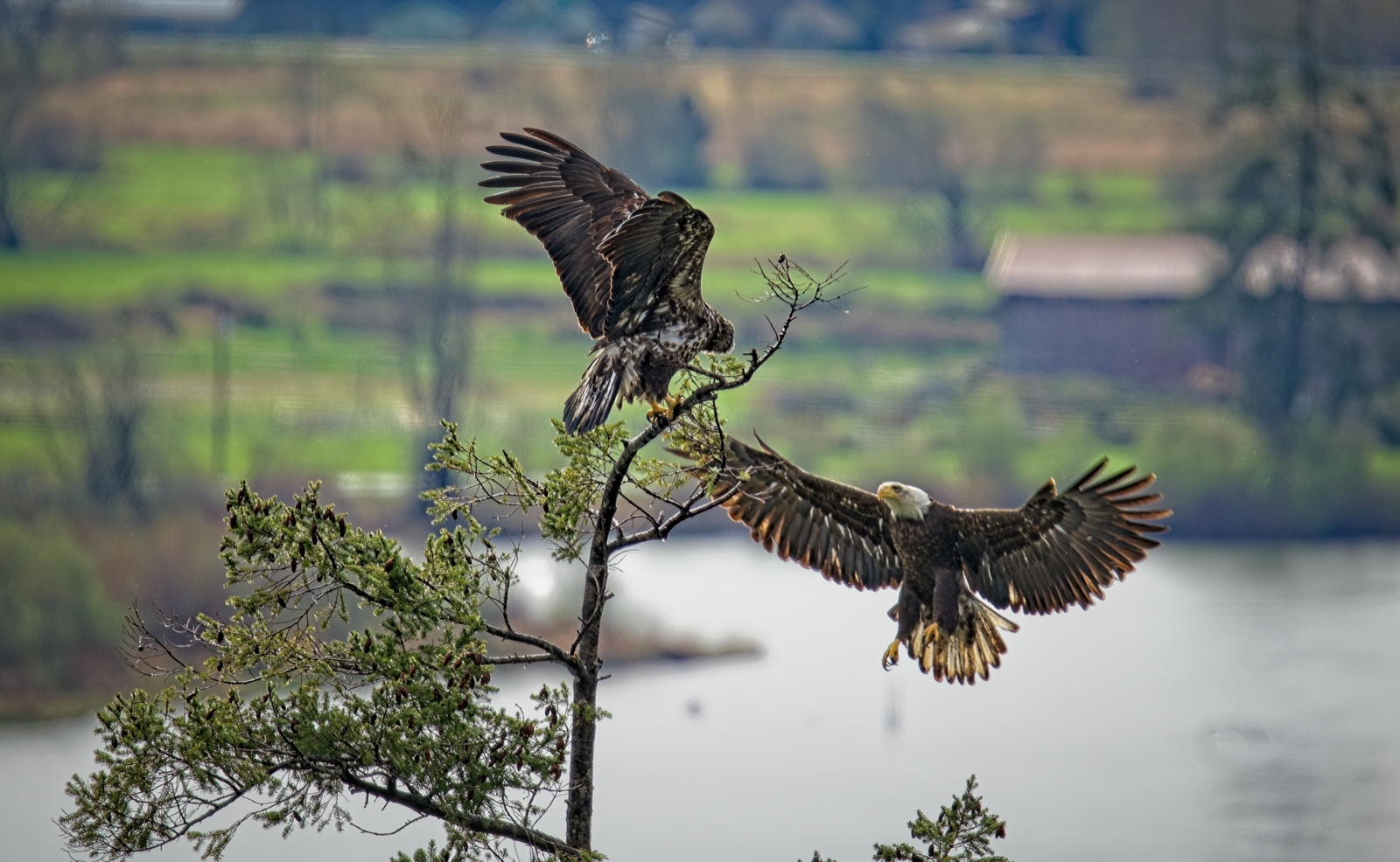 Second eagle approachs