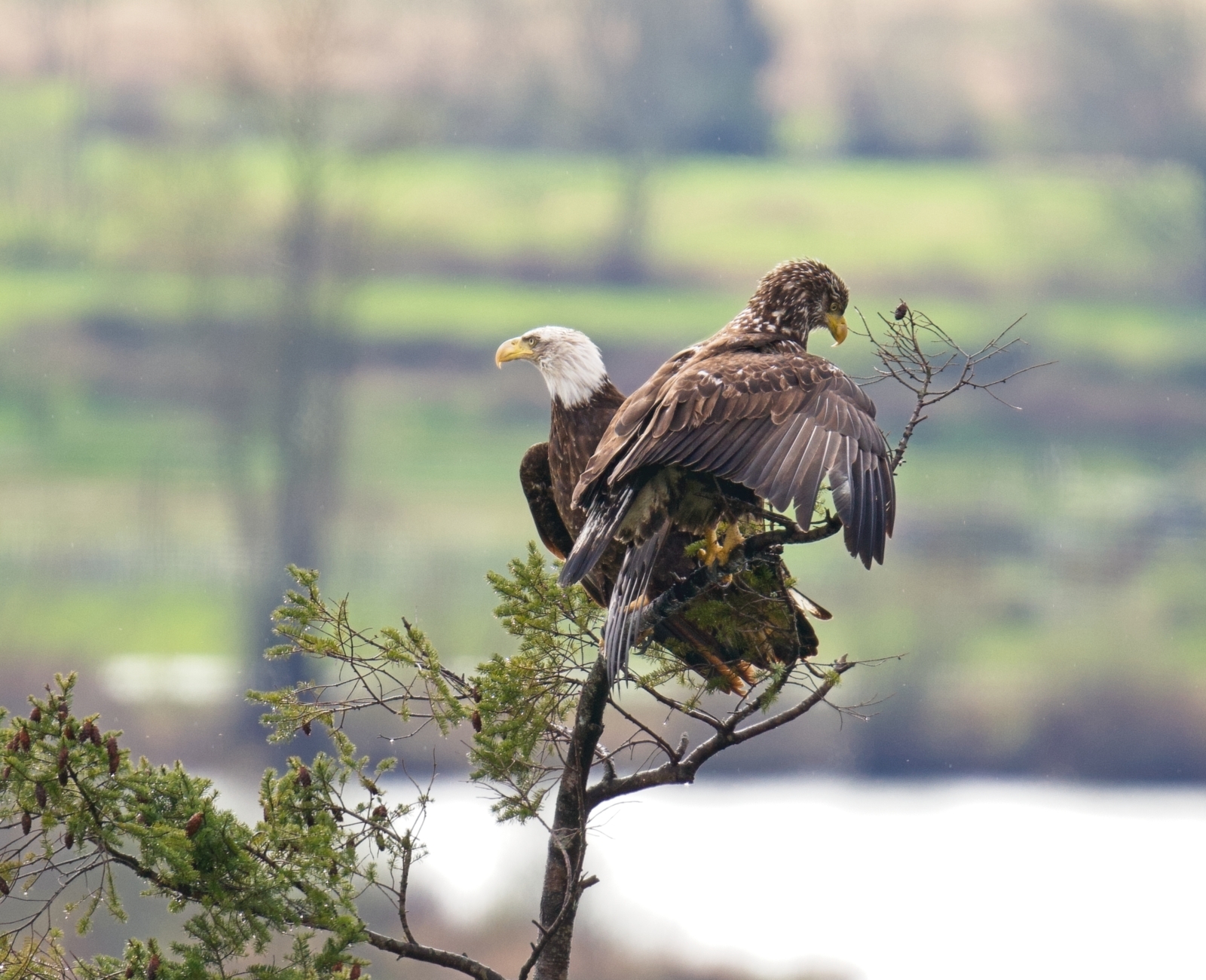 Two eagles settled together