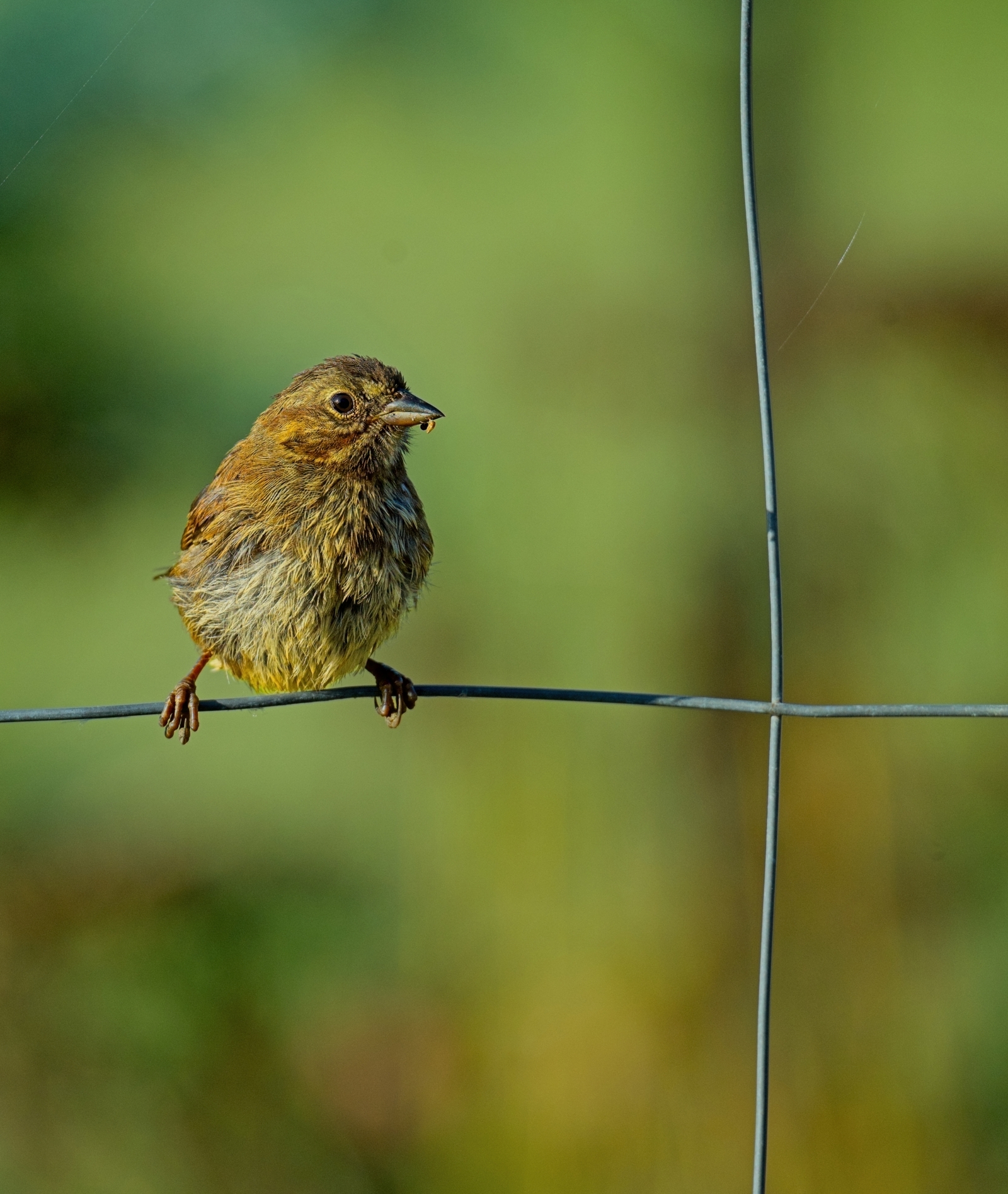 Goldfinch on a wire with a snack