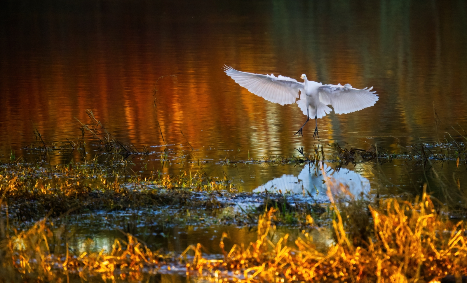 Great Egret coming in for soft landing